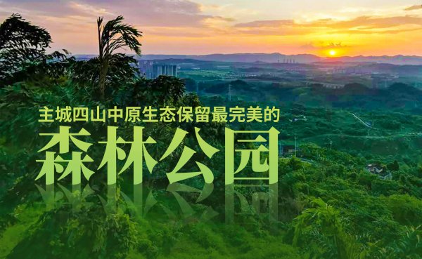重庆这座原生态森林公园，人少景美，夏日避暑好去处！